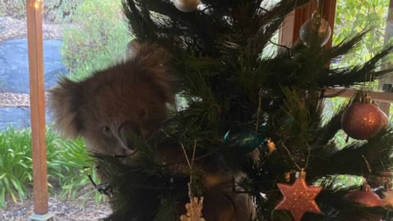 Familia australiana encuentra a un koala en las ramas de su árbol de Navidad