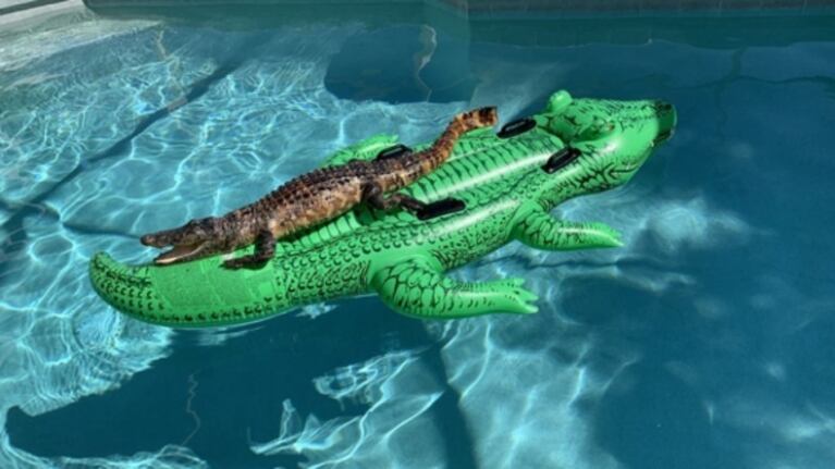Familia encuentra un cocodrilo en una pileta arriba de un reptil inflable