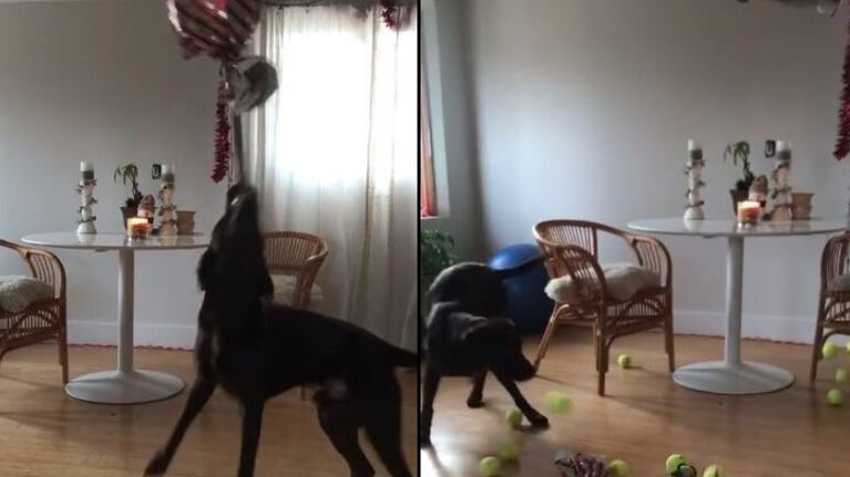 Familia le festeja el cumpleaños a su perro con una piñata llena de sus cosas favoritas