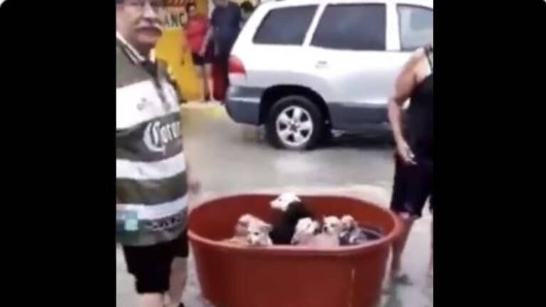 Familia salvó a sus perros de la inundación tras el huracán Hanna
