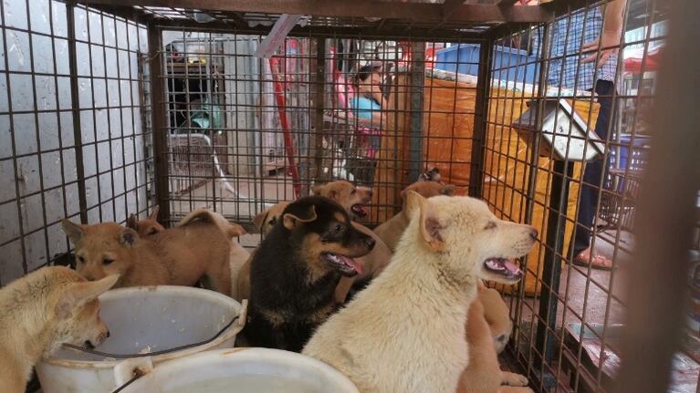 Fiesta de la carne de perro: el coronavirus salvará la vida de muchos. Foto: Reuter.