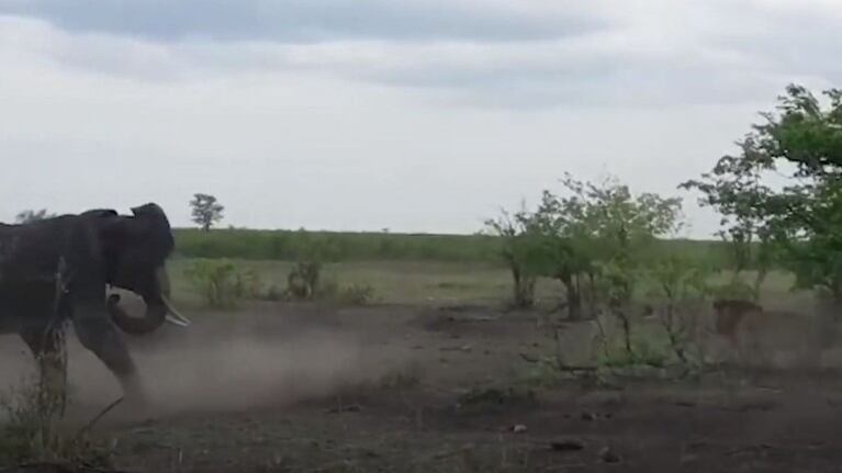 Filman a un grupo de elefantes persiguiendo a un grupo de leones en un safari