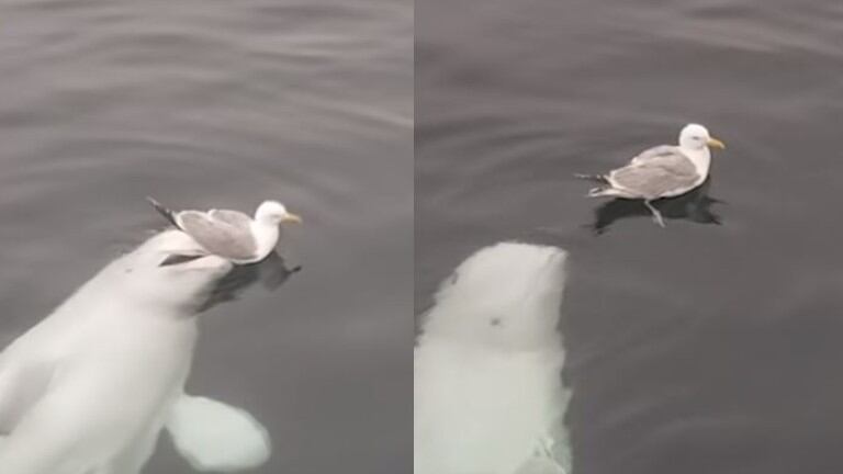 Filman a una Beluga jugando con unas gaviotas en un puerto de Noruega