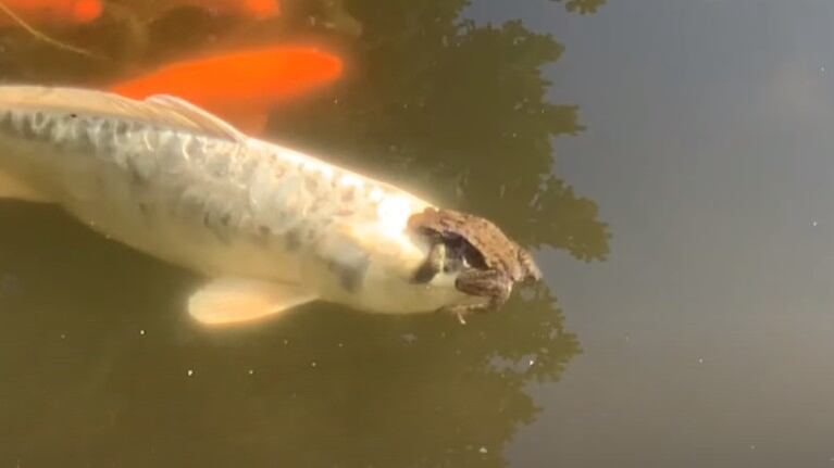 Filman a una rana surfeando sobre el lomo de un pez koi gigante