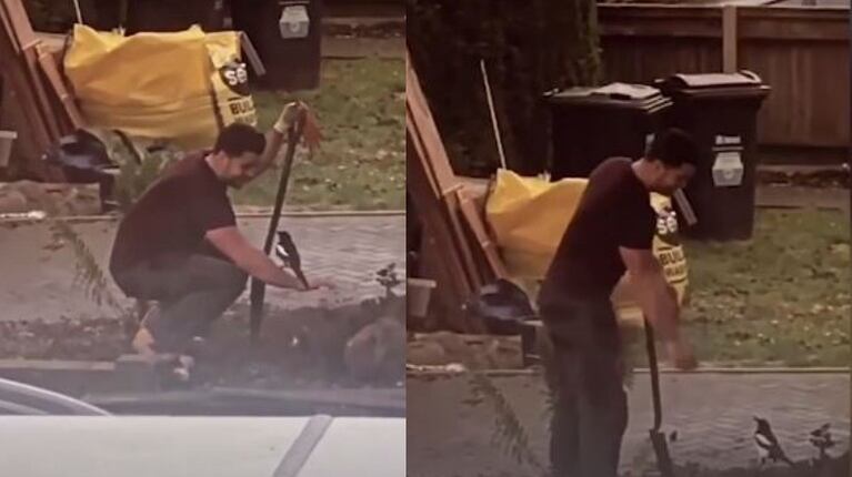 Filman a una urraca amistosa haciendo compañía a un hombre mientras trabaja