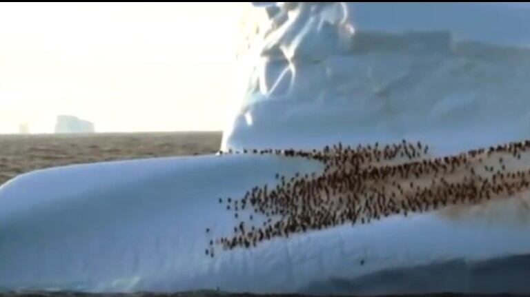 Filman cientos de pingüinos descansando y jugando en un iceberg