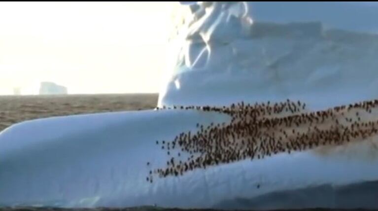 Filman cientos de pingüinos descansando y jugando en un iceberg