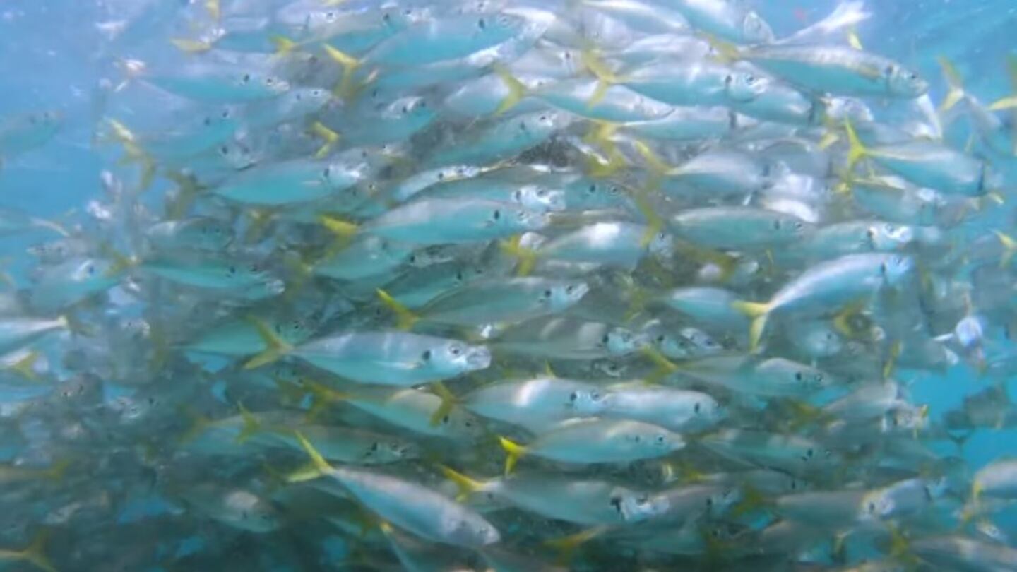 Filman este banco de peces de cola amarilla en pleno frenesí alimenticio