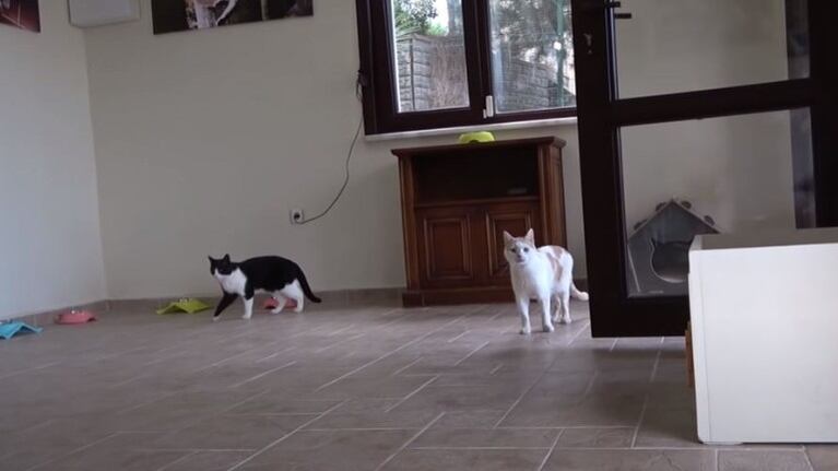 Filman la primera vez que estos gatos criados al aire libre entran en una casa y el vídeo se hace viral