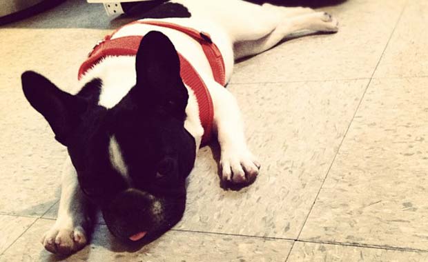 Fiona, la bulldog de Calu Rivero. (Foto: @riverocalu)