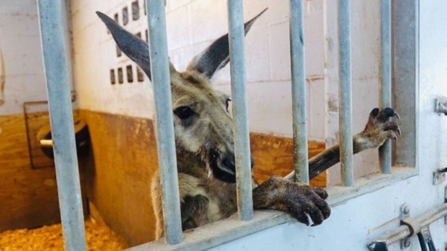 Florida: un hombre dejó suelto un canguro y ahora enfrenta cargos. Foto: Sun Sentinel