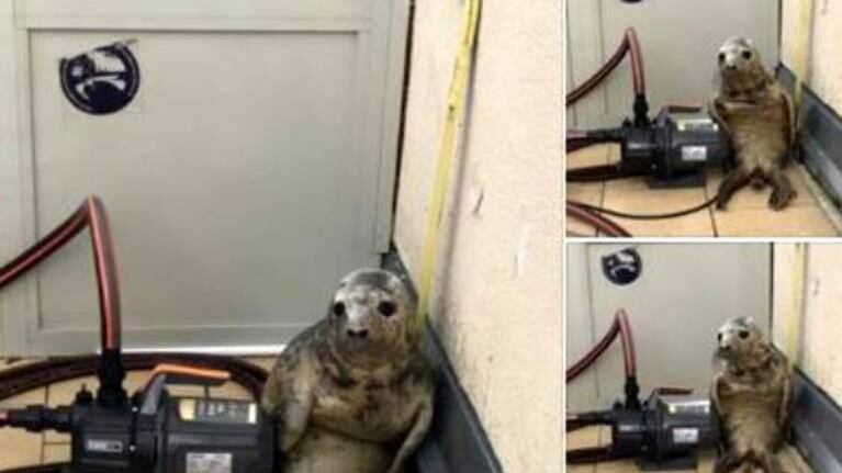 Foca se escapó de un refugio, fue “detenida” y la foto se volvió viral