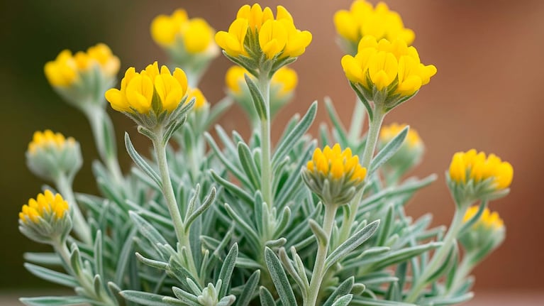 Foto creada con IA. Gemini.