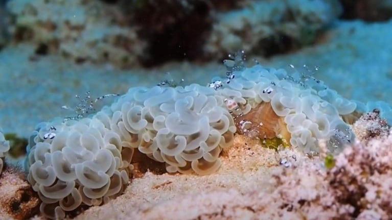 Fotógrafo submarino captura en imágenes un grupo de diminutas gambas transparentes