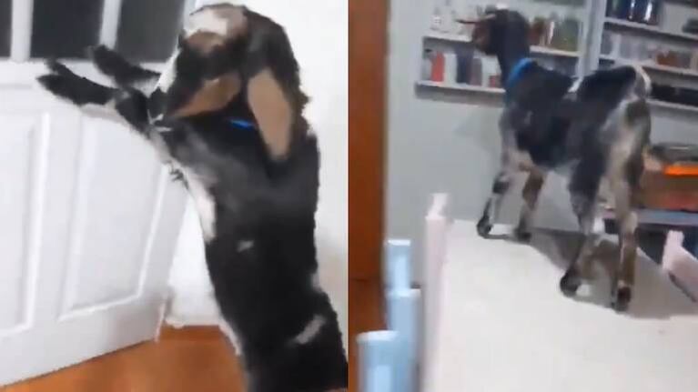 Furor por Vilma, la cabra tiktoker, y por sus peleas con la perra Vaca