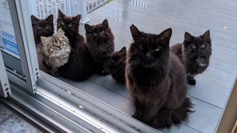 Gata callejera le presenta a sus cachorros a la mujer que la alimentó cuando estaba preñada