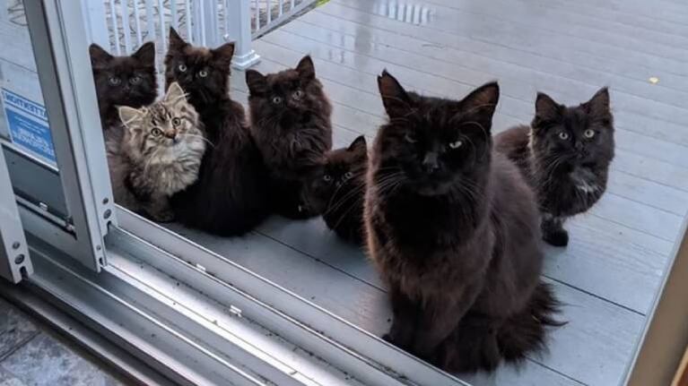 Gata callejera le presenta a sus cachorros a la mujer que la alimentó cuando estaba preñada