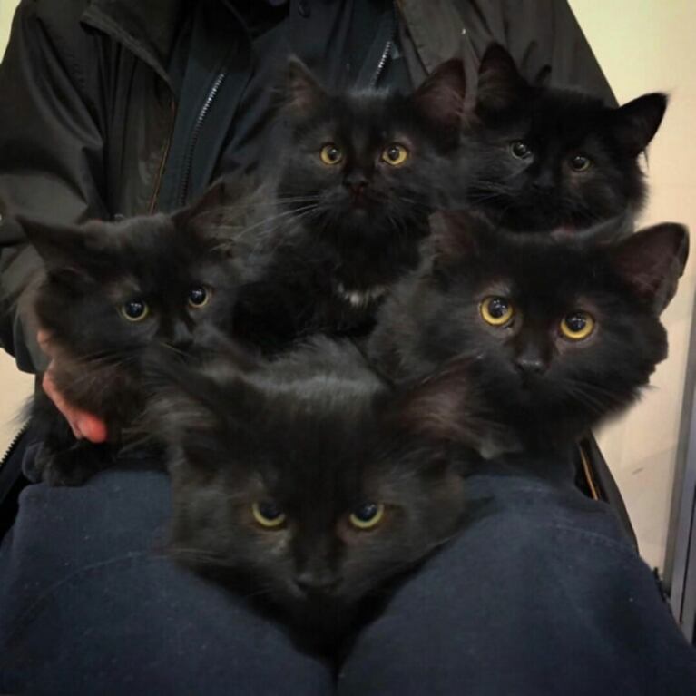 Gata callejera le presenta a sus cachorros a la mujer que la alimentó cuando estaba preñada