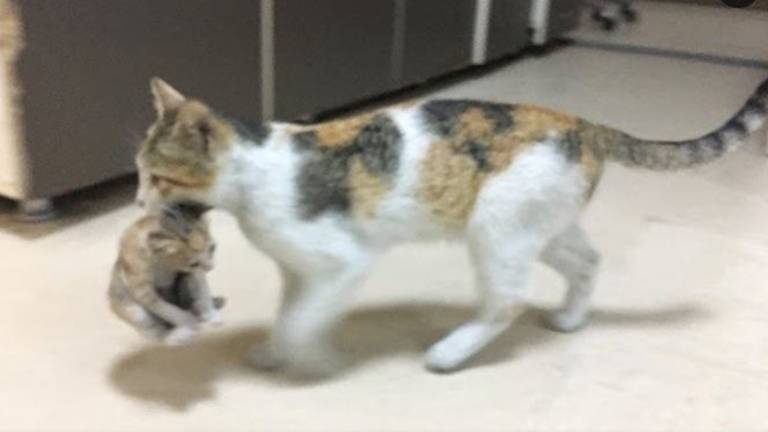 Gata lleva a su cría enferma a una sala de urgencias y conmueve a todos