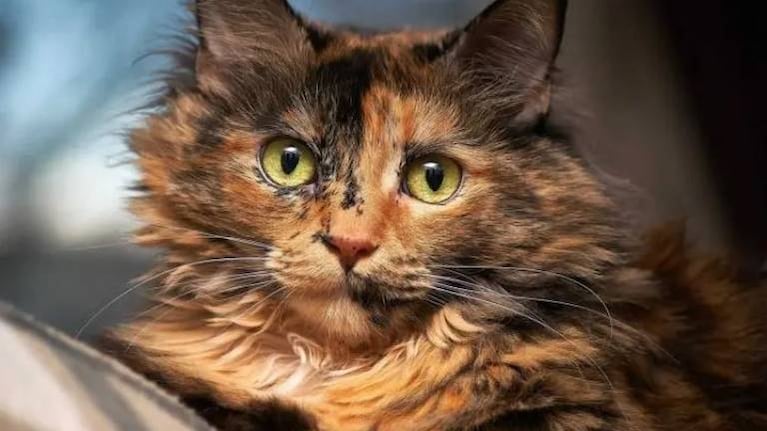 Gatita se reencuentra con su familia luego de estar perdida 7 años