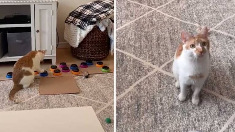 Gatito aprende a usar botones para para decirle a su dueña “te quiero” o “se acabó la comida”