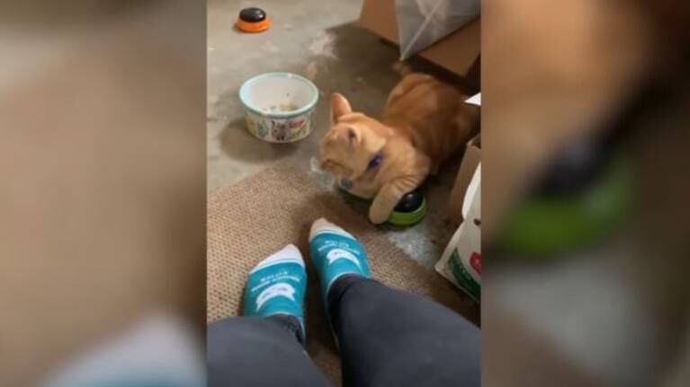Gatito aprendió a comunicarse y ahora solo dice “groserías” a sus dueños