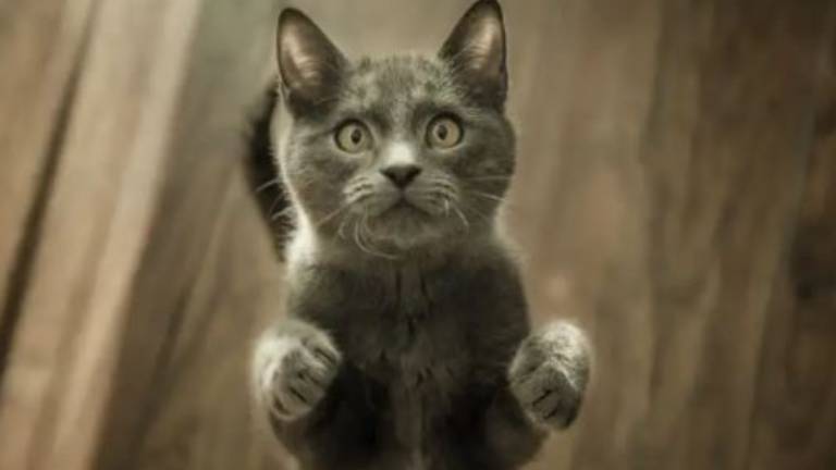 Gatito confundido no dejar de lamer pintura de un pez en 3D