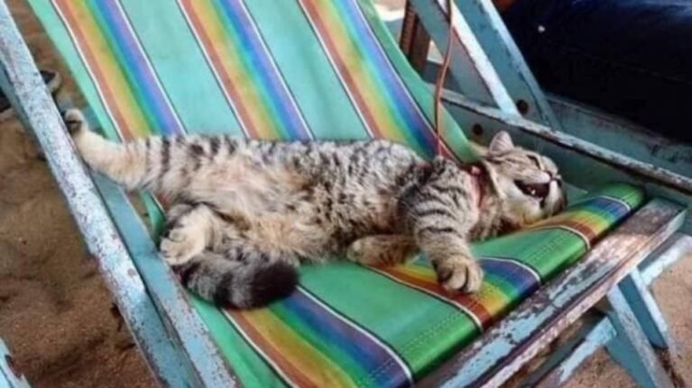 Gatito conoce la playa y no para de sonreír