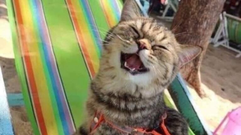 Gatito conoce la playa y no para de sonreír