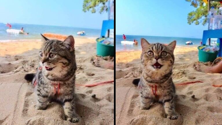 Gatito conoce la playa y no para de sonreír. Foto: Animales queridos.