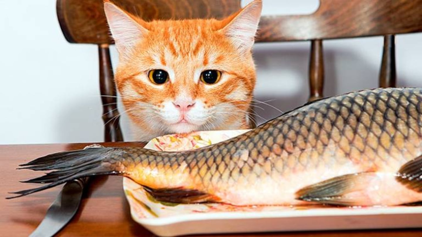 Gatito desaparece por tres días y retorna “endeudado” por pescado