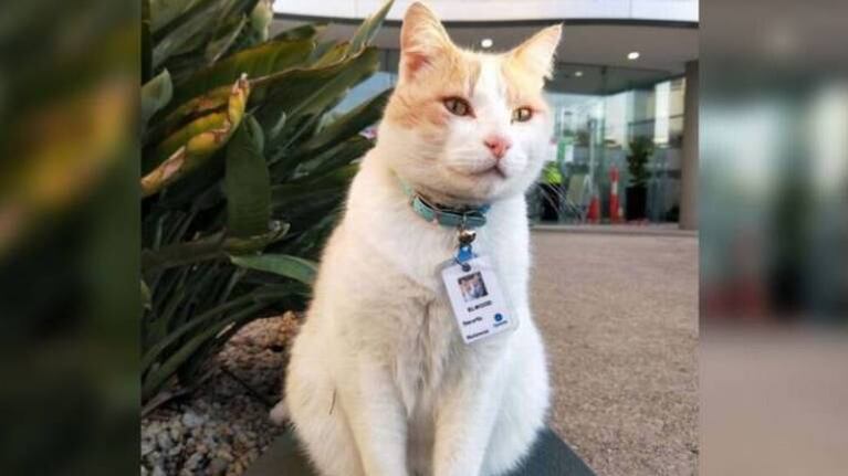 Gatito pasa tanto tiempo en hospital que deciden darle un trabajo