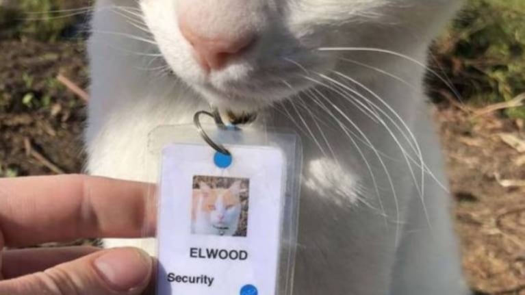 Gatito pasa tanto tiempo en hospital que deciden darle un trabajo