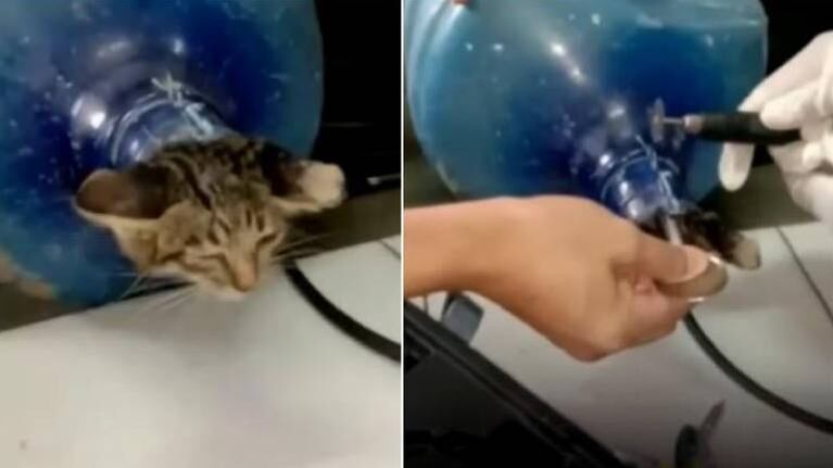 Gatito queda atrapado en el cuello de un botellón de agua y así lo rescatan