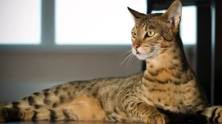 Gatito se sienta a descansar sobre un tren en Londres y detiene el servicio ferroviario