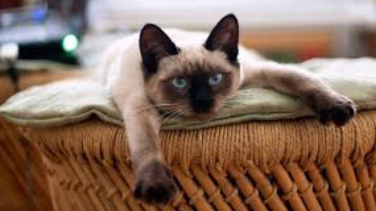 Gatito siamés juega con labial de su dueña y el resultado enternece
