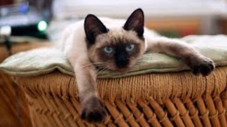 Gatito siamés juega con labial de su dueña y el resultado enternece