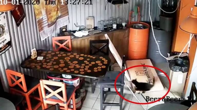 Gato cae a través del techo y provoca tremendos destrozos en cervecería