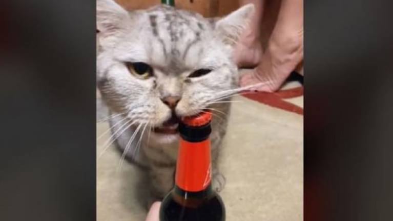 Gato destapa botella de cerveza con su boca y es furor en TikTok