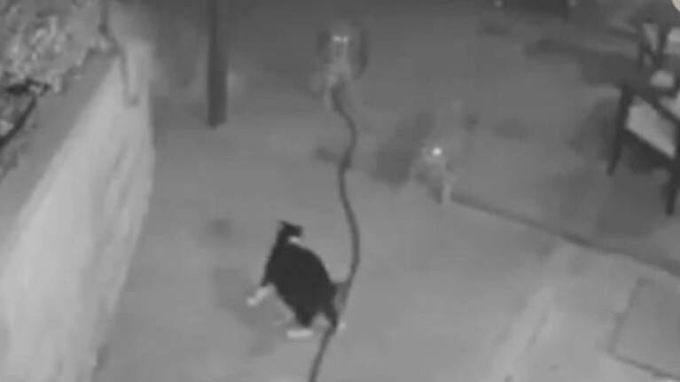 Gato enfrenta a tres coyotes hambrientos y sobrevive