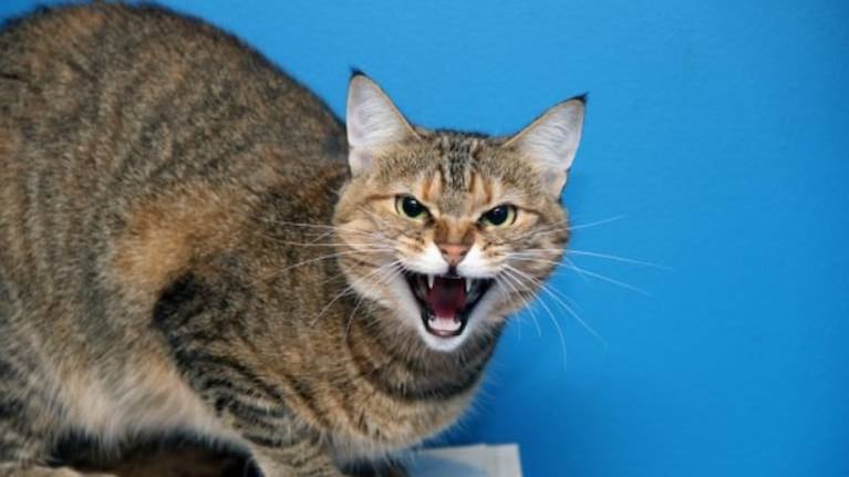 Gato ingresa a la cabina de un avión en vuelo, ataca al capitán y obliga a aterrizar