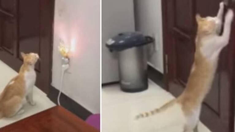 Gato no soporta encierro y sorprende al abrir la puerta