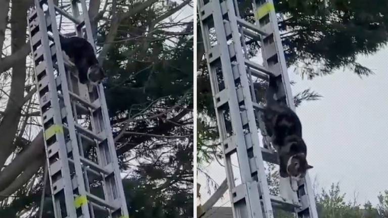 Gato pasa 2 días atrapado en un árbol pero le ponen escalera y baja solito sin problemas