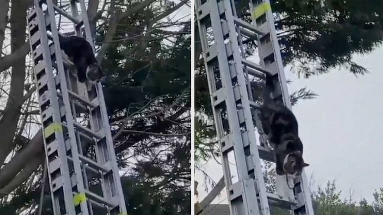 Gato pasa 2 días atrapado en un árbol pero le ponen escalera y baja solito sin problemas