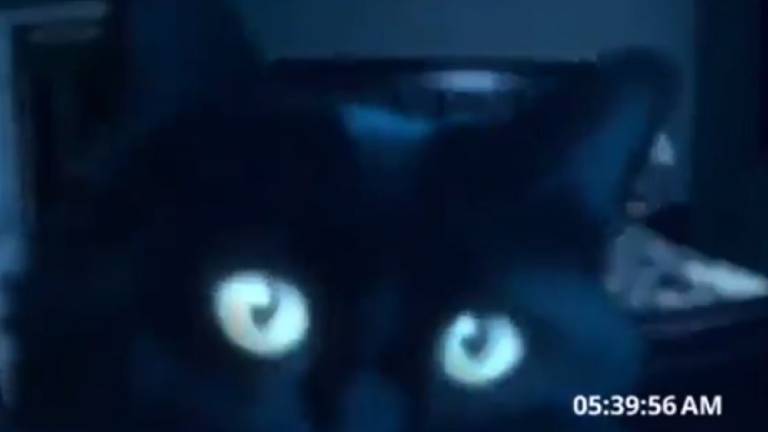 Gato recrea famosa escena del film Actividad paranormal y conquista la web