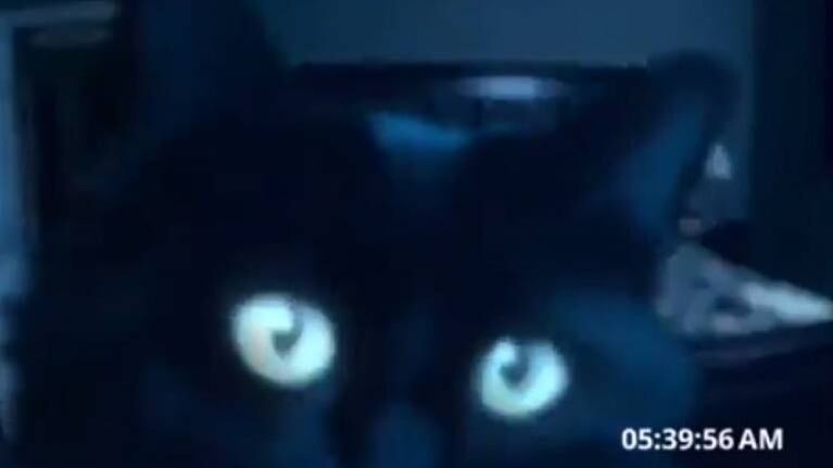 Gato recrea famosa escena del film Actividad paranormal y conquista la web
