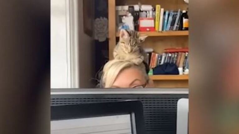 Gato se hace viral por dormir en la cabeza de su dueña 