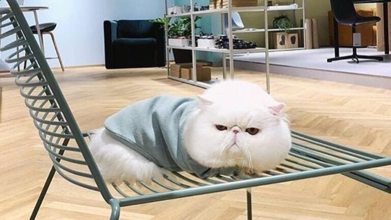 Gato se hace viral por sus “pomposas” mejillas