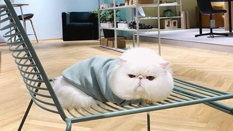 Gato se hace viral por sus “pomposas” mejillas