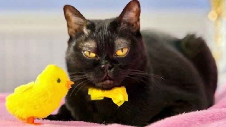 Gato se hace viral por unas increíbles cejas. Foto: Corneliuscornbreadchronicles.